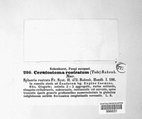 Ceratostomella rostrata image